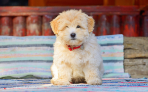 puppies for sale in boca raton
