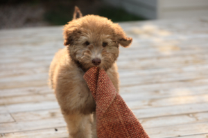 puppies for sale in boca raton