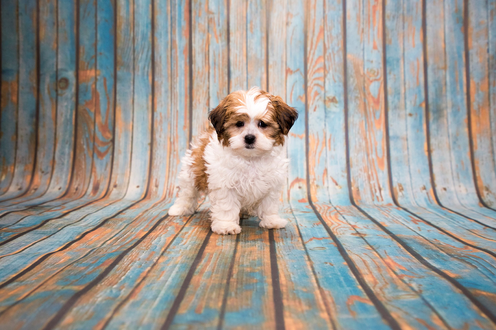 shih pooh puppies for sale