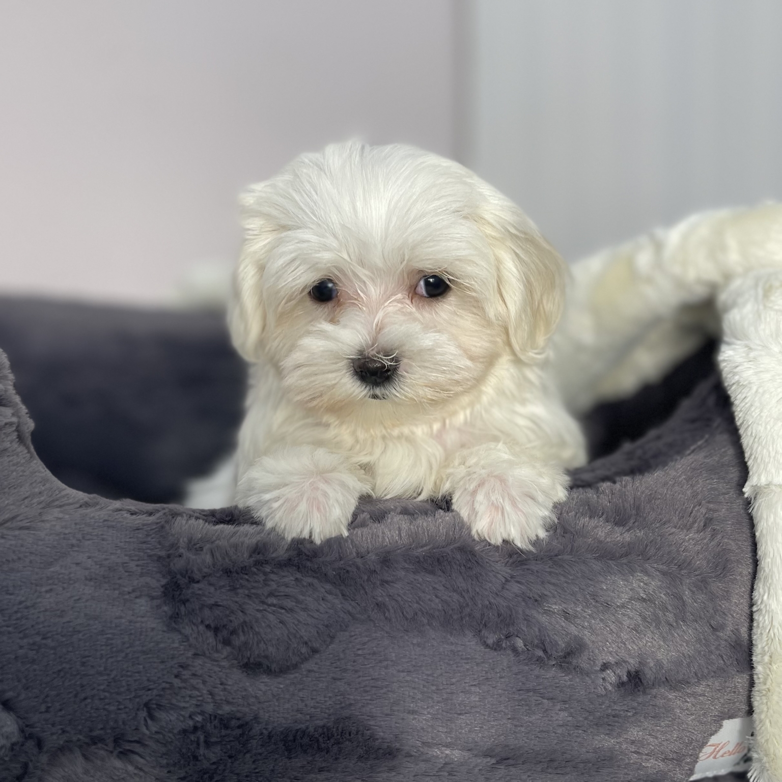 Dazzle (Maltese) | Love My Puppy Boca Raton