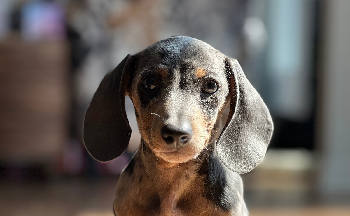 Dapple Dachshund Puppies for Sale Boca Raton