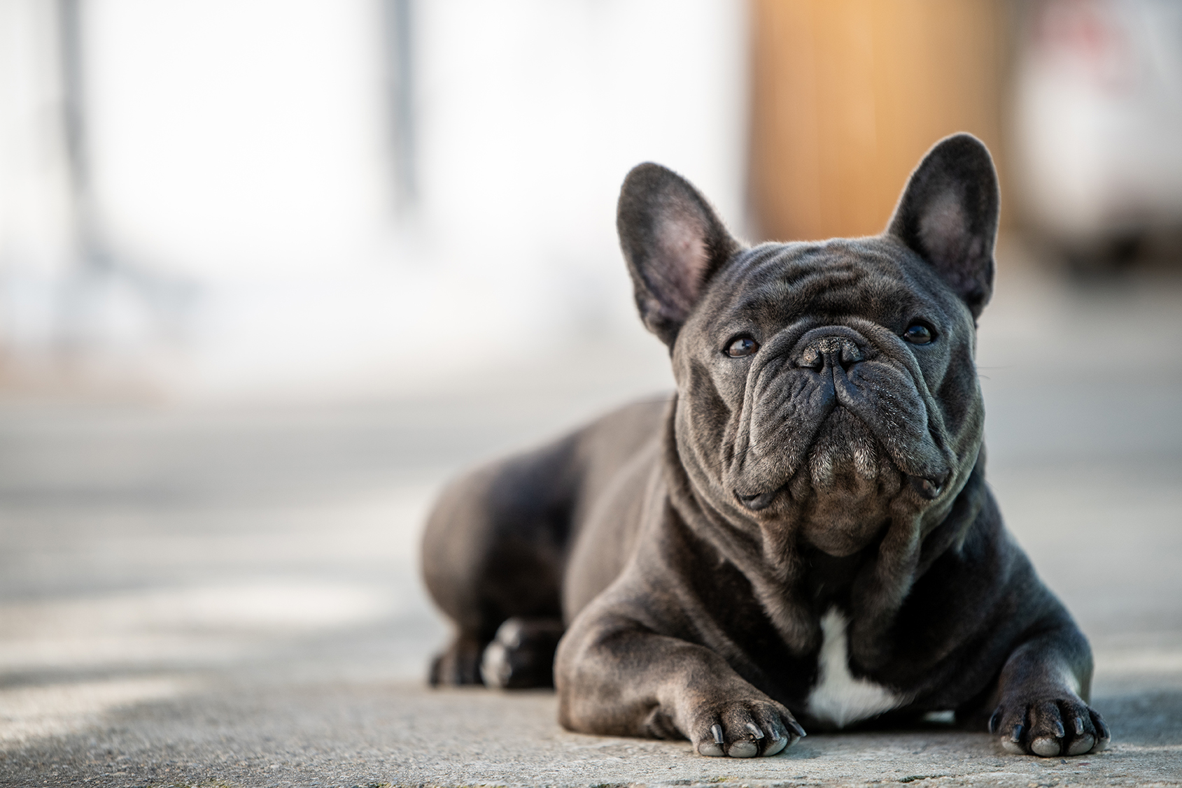 French Bulldogs for Sale in West Palm Beach