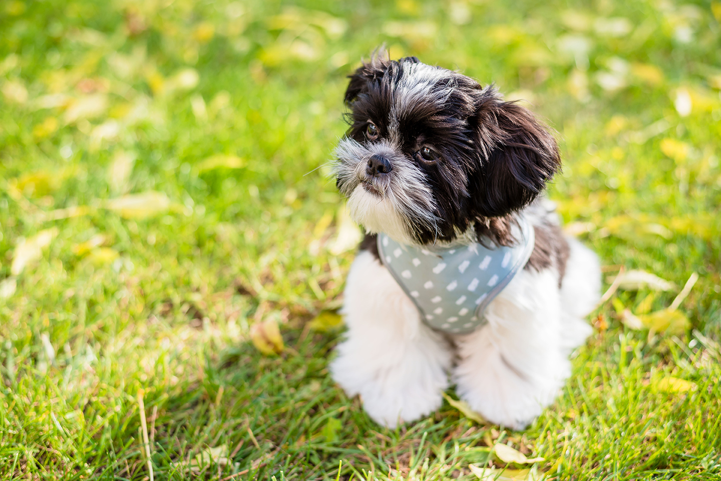 Hypoallergenic Dogs for Sale in Boca Raton