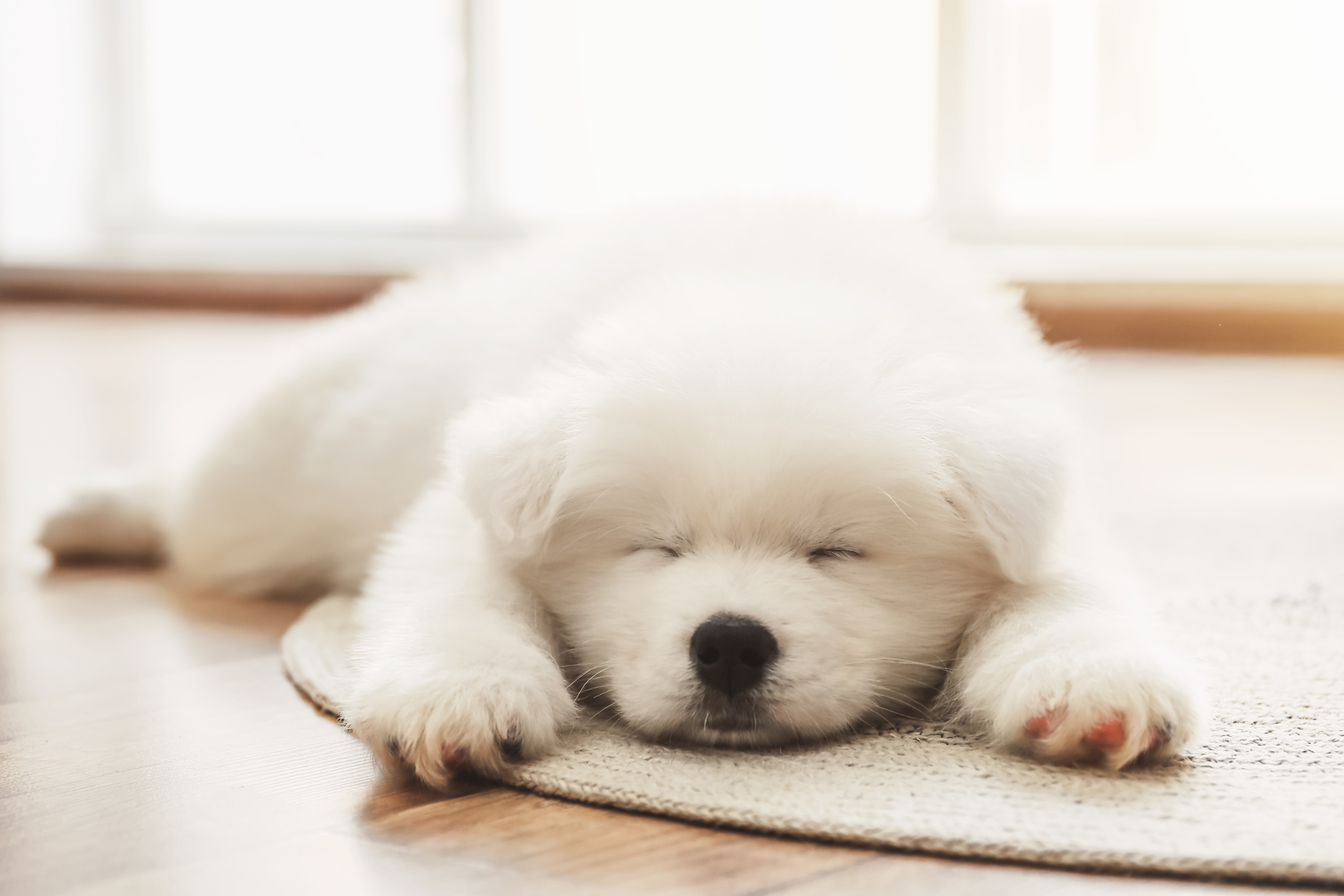 Samoyed Puppies for Sale in Boca Raton