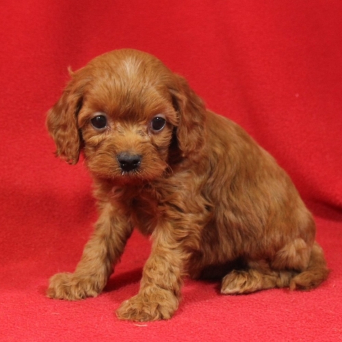 puppy grooming in boca raton