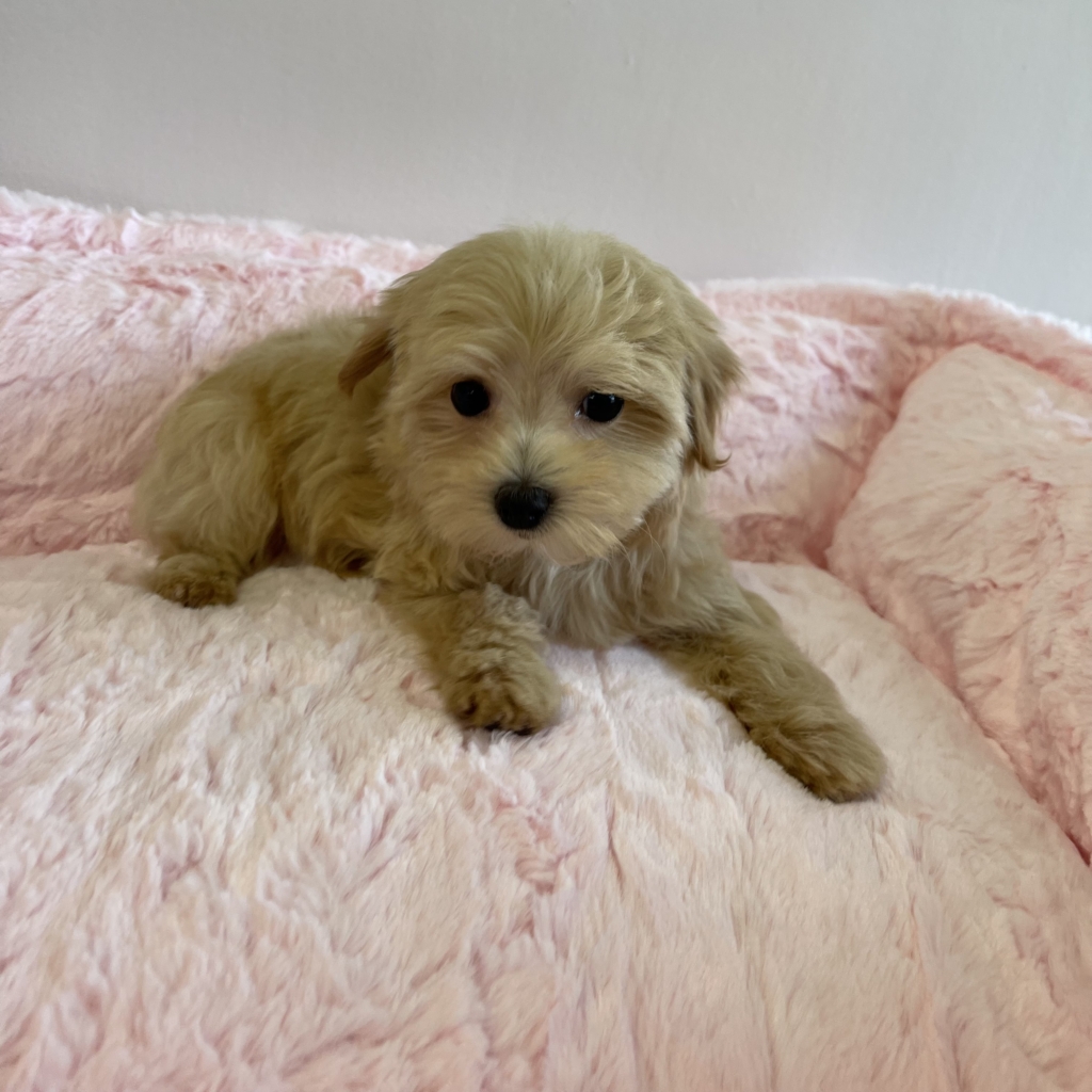 Amber (Maltipoo) | Love My Puppy Boca Raton