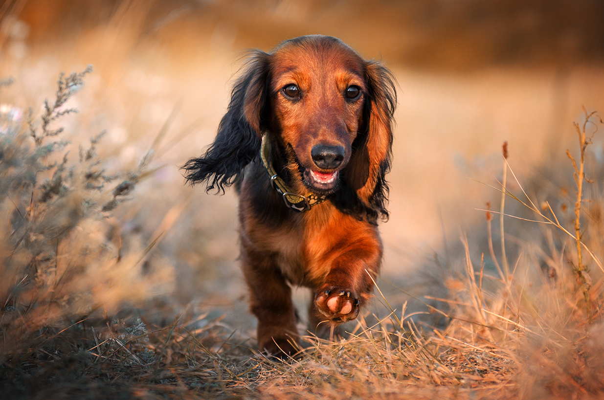 Miniature Long Haired Dachshund Puppies for Sale