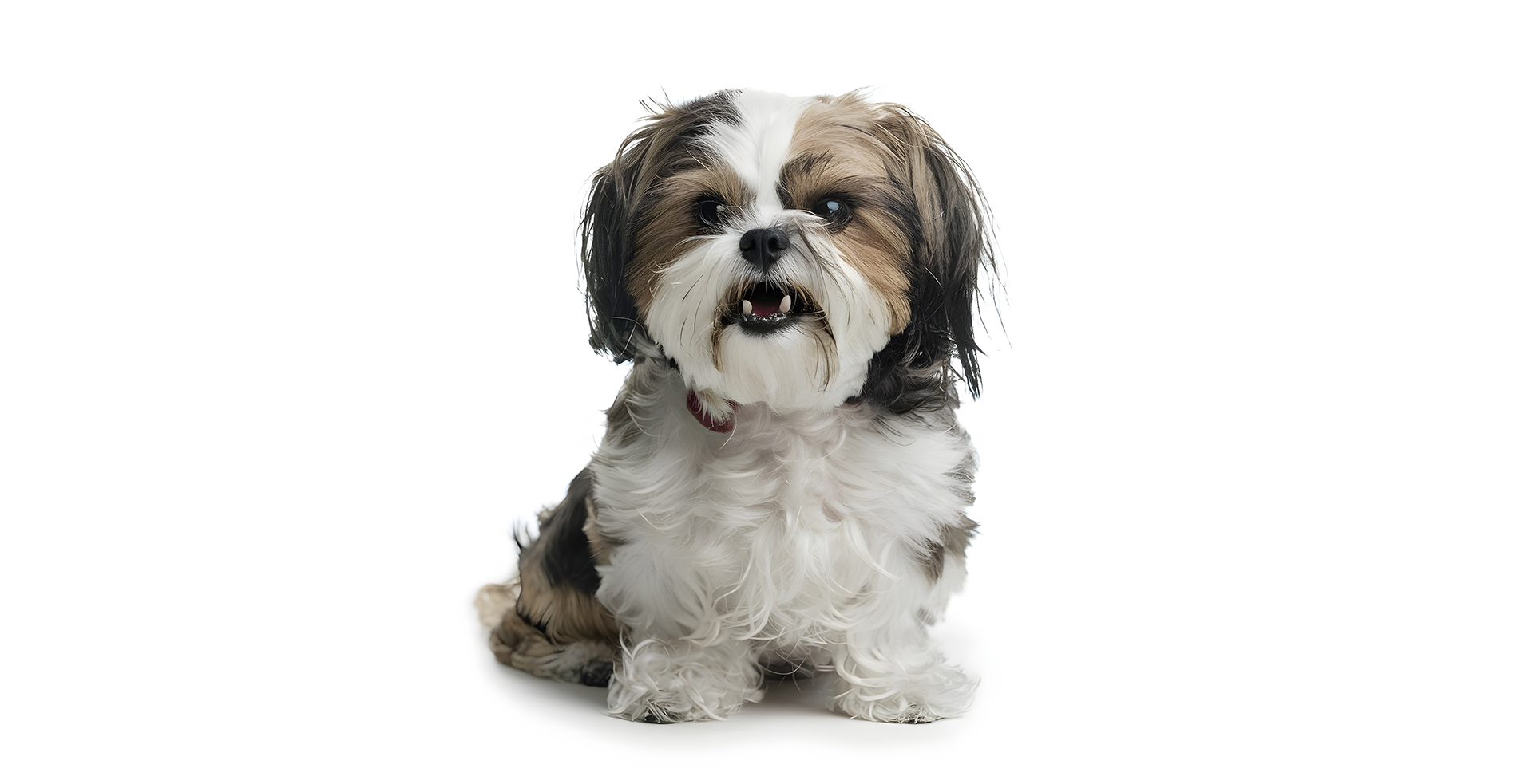Imperial Shih Tzu for Sale