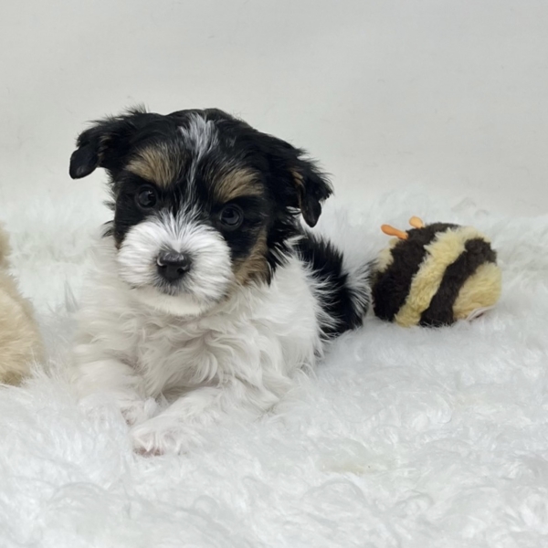 puppies for sale in boca raton