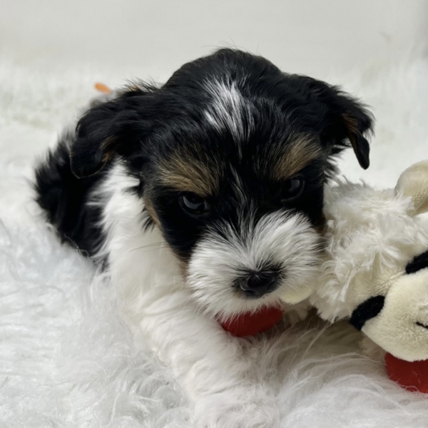 puppies for sale in boca raton