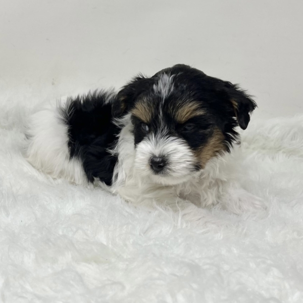 puppies for sale in boca raton