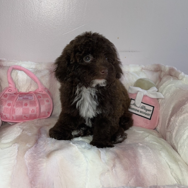 puppies for sale in boca raton