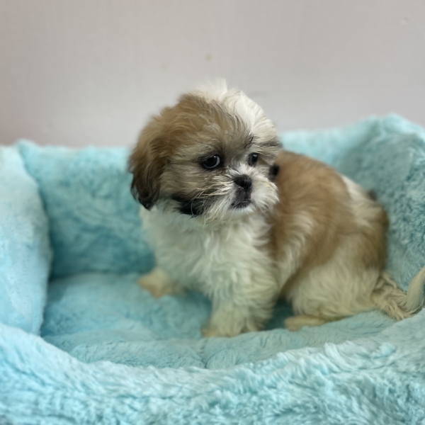 puppies for sale in boca raton