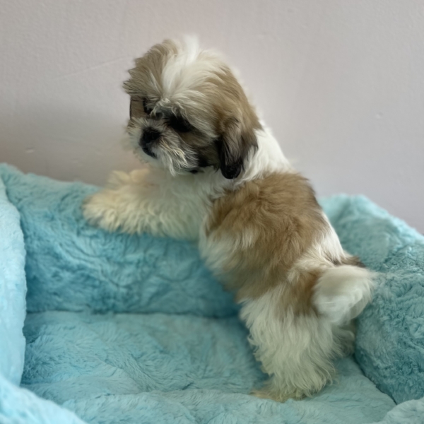 puppies for sale in boca raton