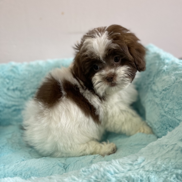 puppies for sale in boca raton