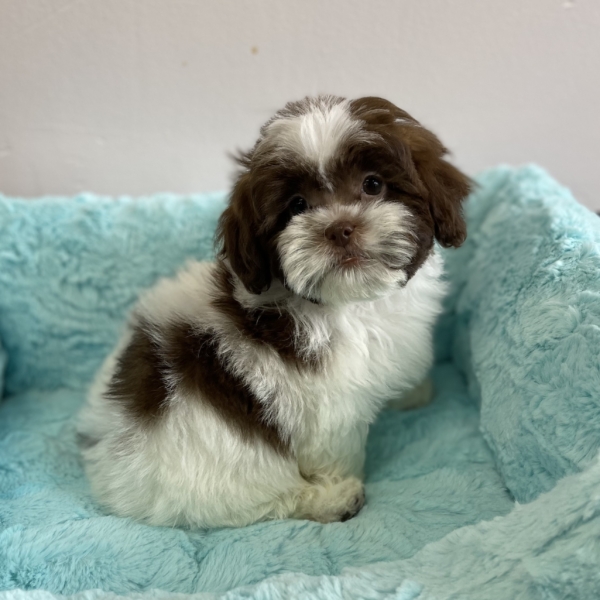 puppies for sale in boca raton