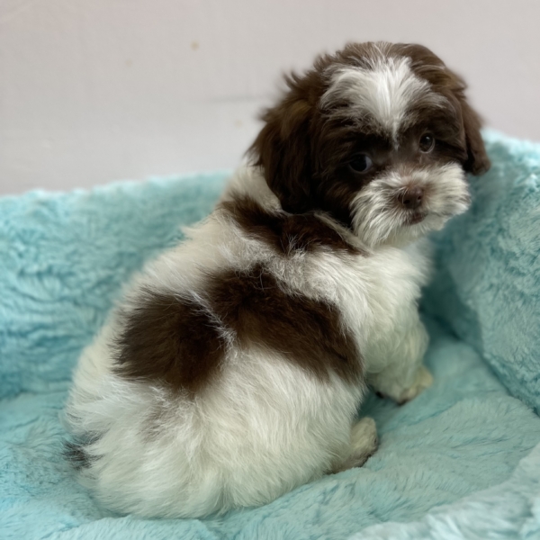 puppies for sale in boca raton