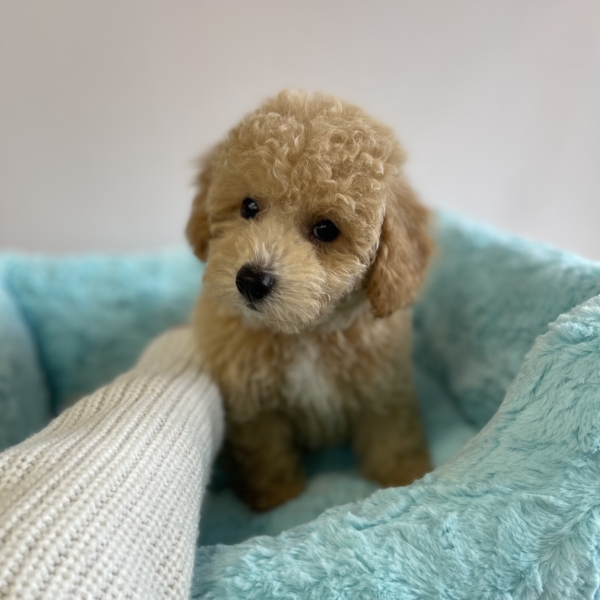 puppies for sale in boca raton