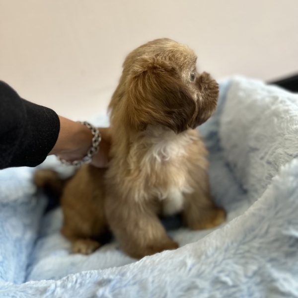 puppies for sale in boca raton