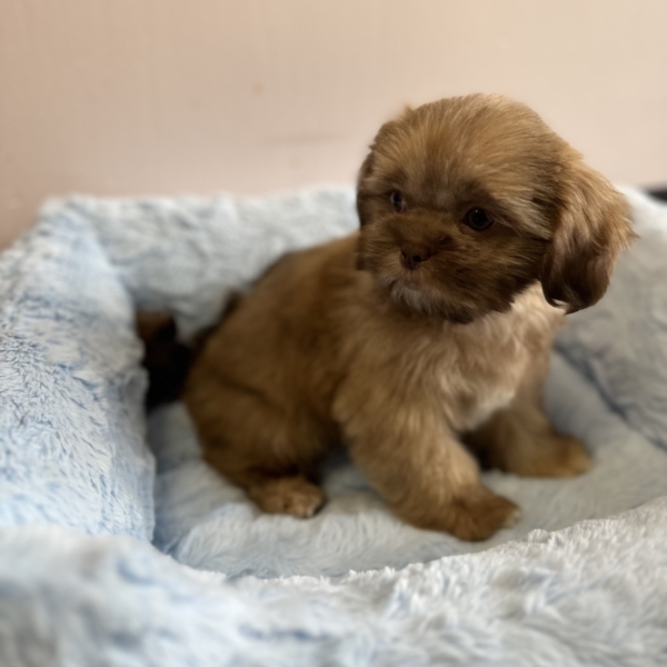 puppies for sale in boca raton