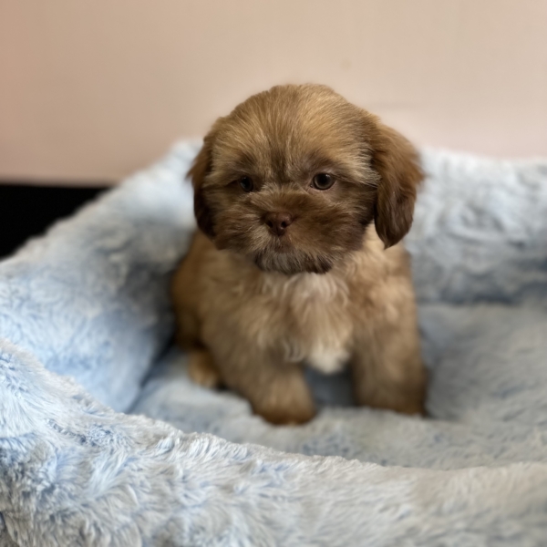 puppies for sale in boca raton