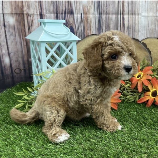 puppies for sale in boca raton