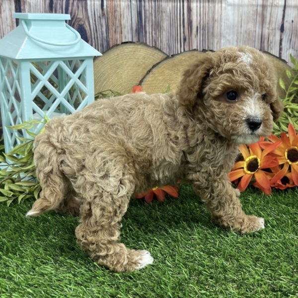 puppies for sale in boca raton