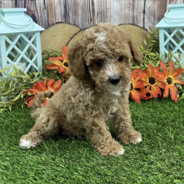 puppies for sale in boca raton