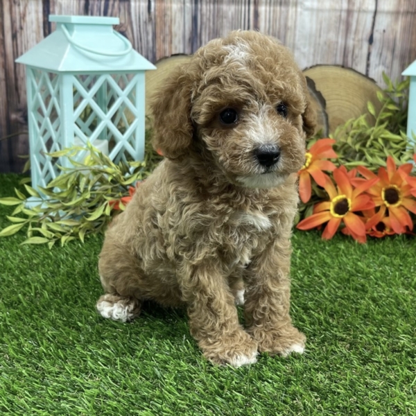 puppies for sale in boca raton