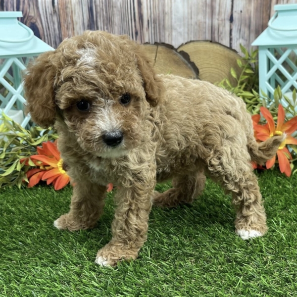 puppies for sale in boca raton