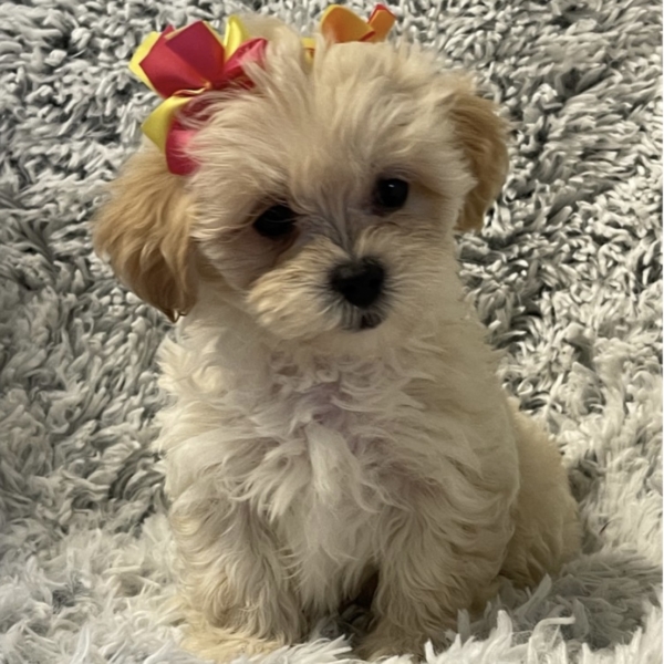 puppies for sale in boca raton