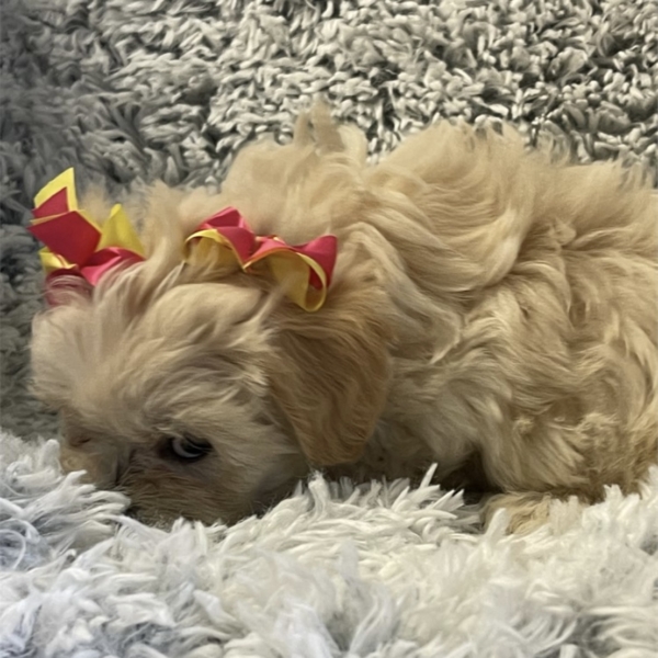 puppies for sale in boca raton