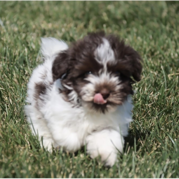 puppies for sale in boca raton