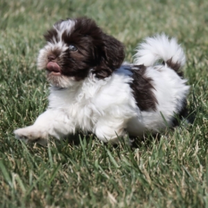 puppies for sale in boca raton