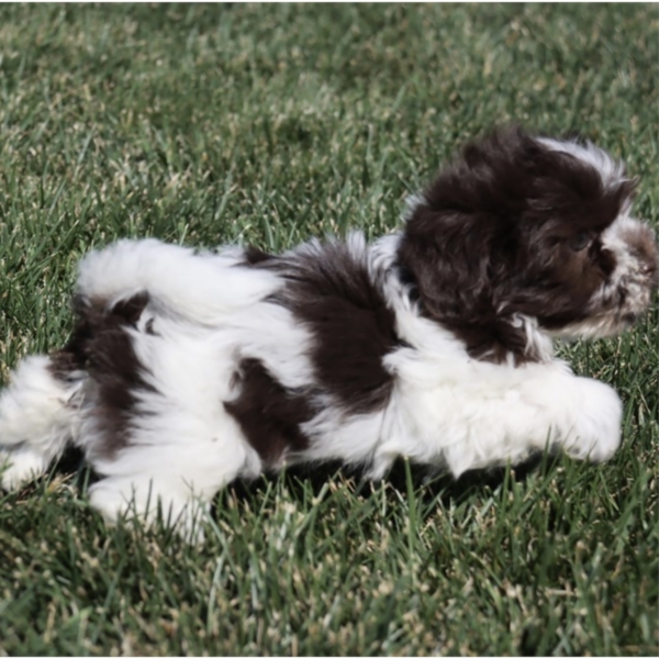 puppies for sale in boca raton