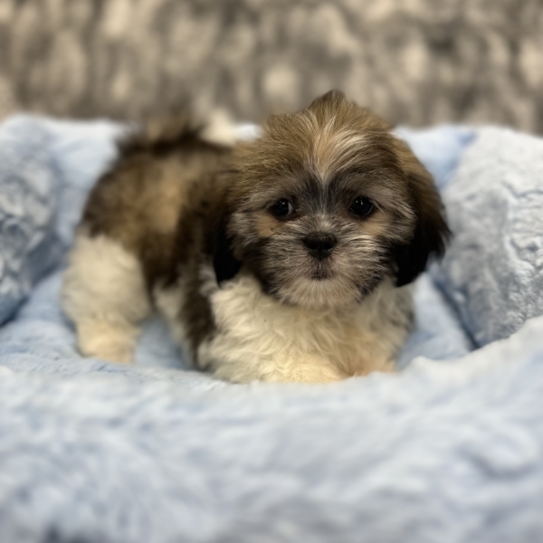 puppies for sale in boca raton