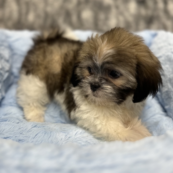 puppies for sale in boca raton