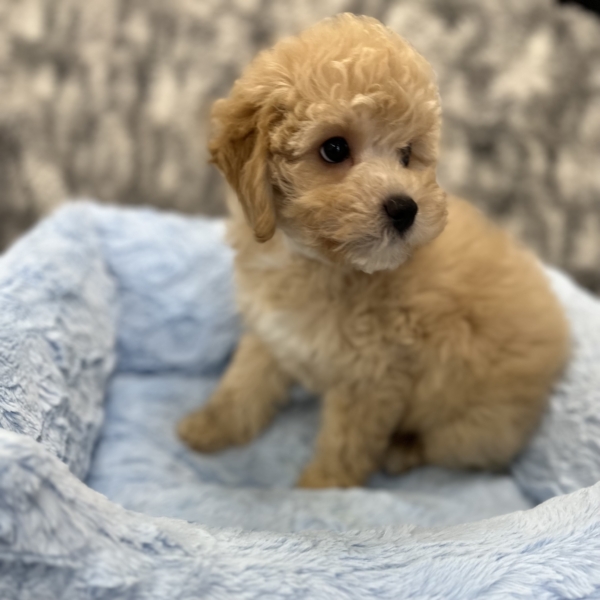 puppies for sale in boca raton