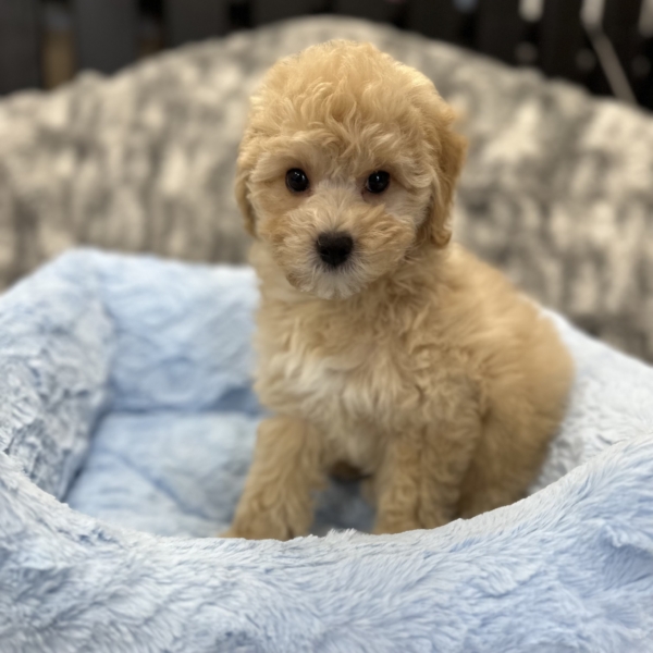 puppies for sale in boca raton