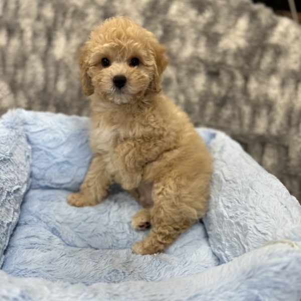 puppies for sale in boca raton