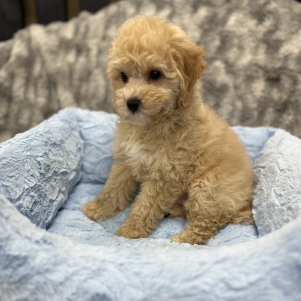 puppies for sale in boca raton