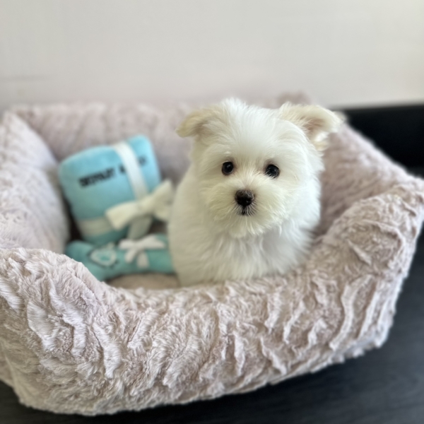 puppies for sale in boca raton