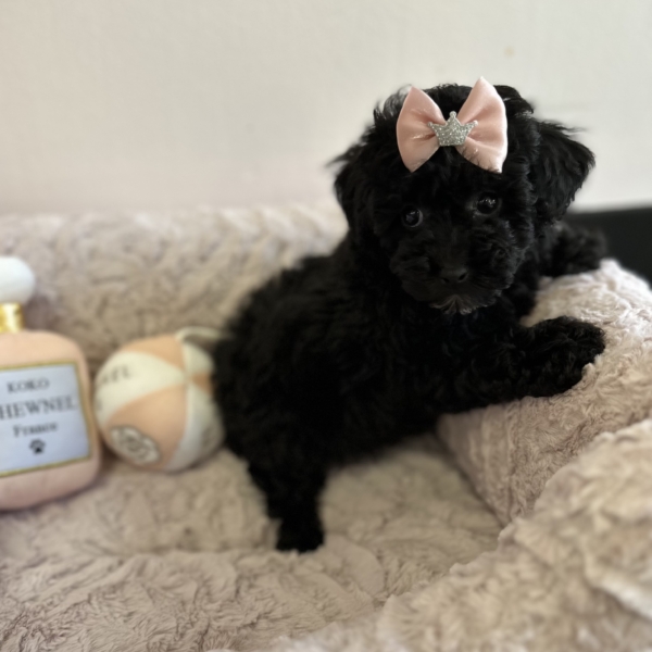 puppies for sale in boca raton