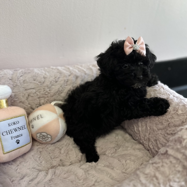 puppies for sale in boca raton