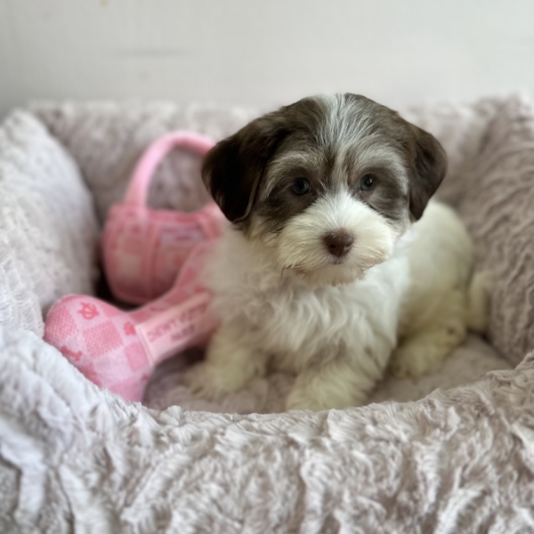 puppies for sale in boca raton