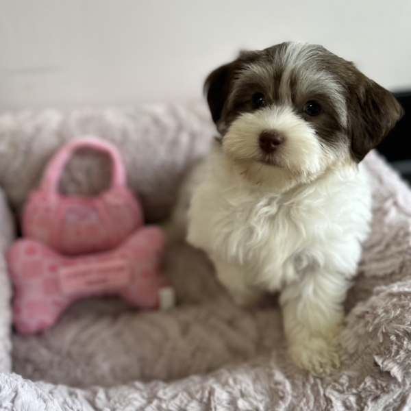 puppies for sale in boca raton