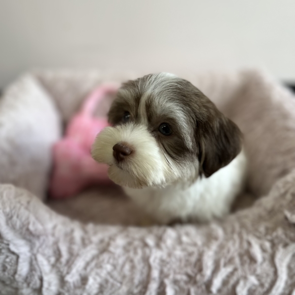 puppies for sale in boca raton