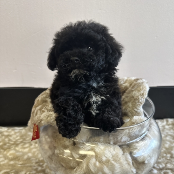 puppies for sale in boca raton