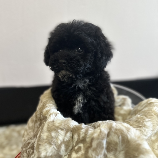 puppies for sale in boca raton