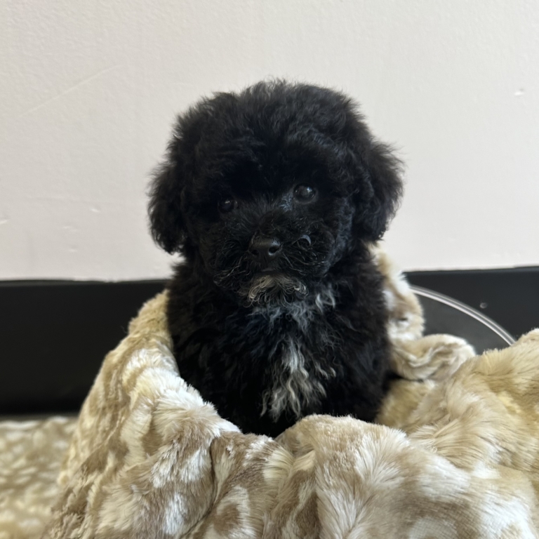 Puppies for Sale Boca Raton | Love My Puppy From Our Home To Yours